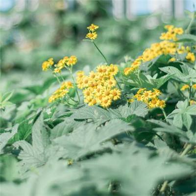 澳门·新甫京娱乐娱城手机app下载